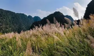 Trang An White Reed Season: Discover Its Ethereal Beauty & Peaceful Charm - image 7