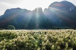 Trang An White Reed Season: Discover Its Ethereal Beauty & Peaceful Charm - image 3