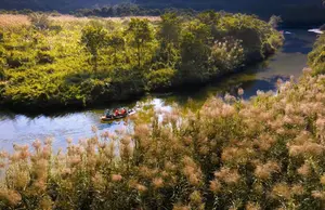 Trang An White Reed Season: Discover Its Ethereal Beauty & Peaceful Charm - image 1