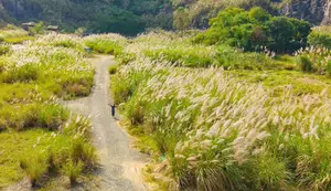 Trang An White Reed Season: Discover Its Ethereal Beauty & Peaceful Charm - image 2