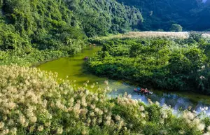Trang An White Reed Season: Discover Its Ethereal Beauty & Peaceful Charm - image 6