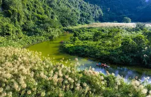 Trang An White Reed Season: Discover Its Ethereal Beauty & Peaceful Charm - image 5