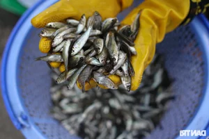 Night Hunting for Delicacies in the Mekong Delta Floating Season - image 13