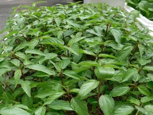 The Rise of Slimy Vegetables: Local Superfood Captivates International Markets - image 1