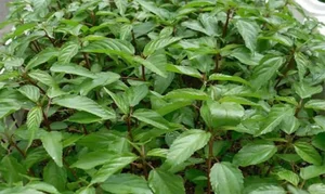 The Rise of Slimy Vegetables: Local Superfood Captivates International Markets - image 5