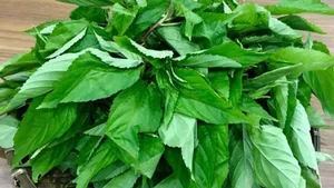 The Rise of Slimy Vegetables: Local Superfood Captivates International Markets - image 2
