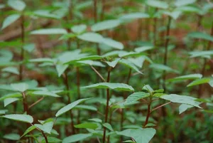 The Rise of Slimy Vegetables: Local Superfood Captivates International Markets - image 3