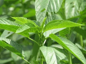 The Rise of Slimy Vegetables: Local Superfood Captivates International Markets - image 7