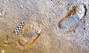Ancient Tracks: What 78,000-Year-Old Footprints Tell Us Today - image 3