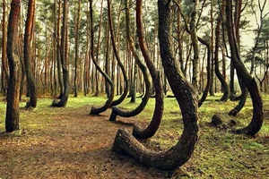 Exploring Hoia Baciu: Inside Romania’s Terrifying and Haunted Forest - image 5