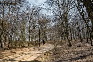 Exploring Hoia Baciu: Inside Romania’s Terrifying and Haunted Forest - image 6