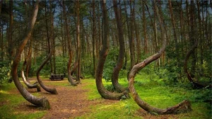 Exploring Hoia Baciu: Inside Romania’s Terrifying and Haunted Forest - image 0