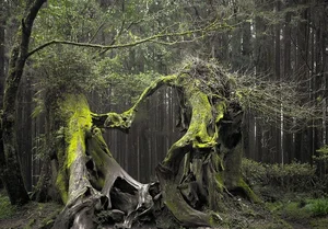 Exploring Hoia Baciu: Inside Romania’s Terrifying and Haunted Forest - image 3
