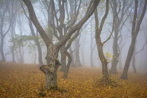 Exploring Hoia Baciu: Inside Romania’s Terrifying and Haunted Forest - image 8