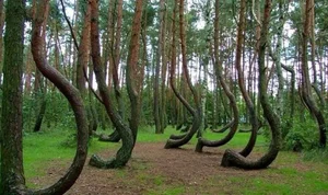 Exploring Hoia Baciu: Inside Romania’s Terrifying and Haunted Forest - image 2