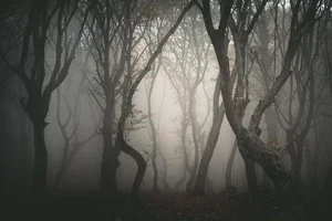 Exploring Hoia Baciu: Inside Romania’s Terrifying and Haunted Forest - image 7