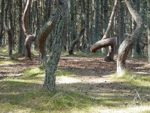 Exploring Hoia Baciu: Inside Romania’s Terrifying and Haunted Forest - image 4