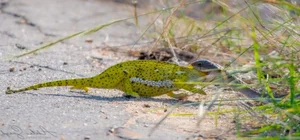 Shocking Wildlife Encounter: Deadly Green Pit Viper Battles a Chameleon in a Fight for Survival - image 2
