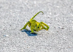 Shocking Wildlife Encounter: Deadly Green Pit Viper Battles a Chameleon in a Fight for Survival - image 4