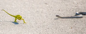 Shocking Wildlife Encounter: Deadly Green Pit Viper Battles a Chameleon in a Fight for Survival - image 6