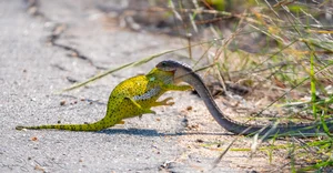Shocking Wildlife Encounter: Deadly Green Pit Viper Battles a Chameleon in a Fight for Survival - image 7