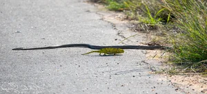 Shocking Wildlife Encounter: Deadly Green Pit Viper Battles a Chameleon in a Fight for Survival - image 0