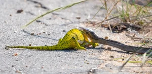 Shocking Wildlife Encounter: Deadly Green Pit Viper Battles a Chameleon in a Fight for Survival - image 3