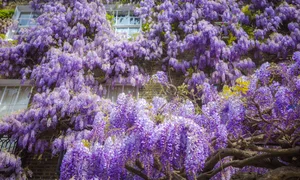 Vietnamese Travelers Experience the Vibrant Magic of Spring Blossoms Across Europe - image 3