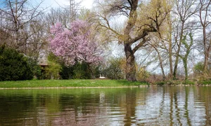 Vietnamese Travelers Experience the Vibrant Magic of Spring Blossoms Across Europe - image 8