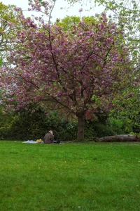 Vietnamese Travelers Experience the Vibrant Magic of Spring Blossoms Across Europe - image 6