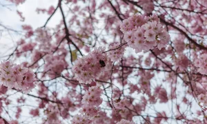 Vietnamese Travelers Experience the Vibrant Magic of Spring Blossoms Across Europe - image 0