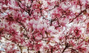 Vietnamese Travelers Experience the Vibrant Magic of Spring Blossoms Across Europe - image 1