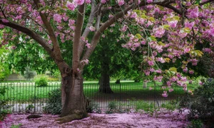 Vietnamese Travelers Experience the Vibrant Magic of Spring Blossoms Across Europe - image 2