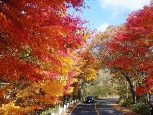Stunning Autumn Views Along the Famous 48-Bend Scenic Road - image 4