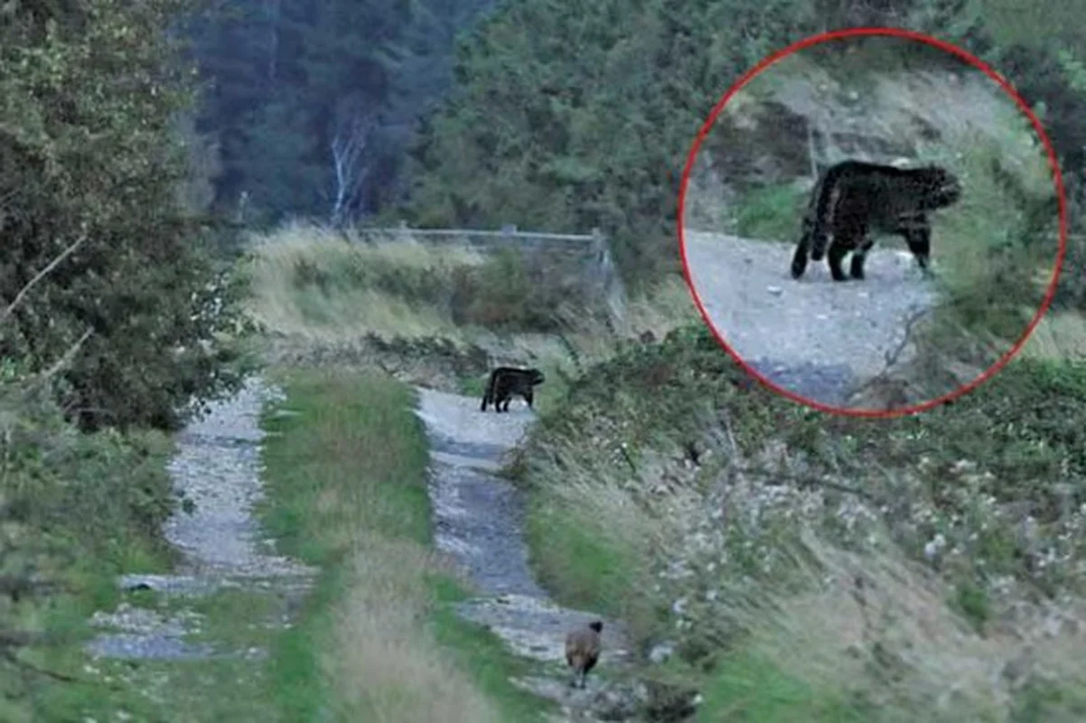 Surprising Wildlife: Animals That Thrive in the Most Unexpected Locations