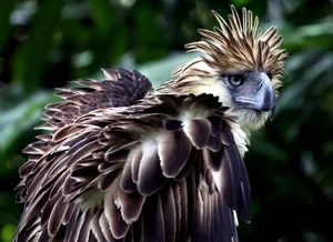 The Great Philippine Eagle: Rare Glimpse of the Lord of the Skies - image 1