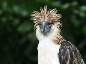 The Great Philippine Eagle: Rare Glimpse of the Lord of the Skies - image 7