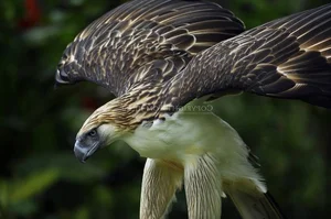 The Great Philippine Eagle: Rare Glimpse of the Lord of the Skies - image 3