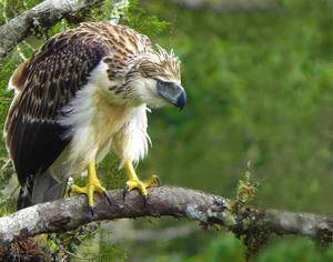 The Great Philippine Eagle: Rare Glimpse of the Lord of the Skies - image 2