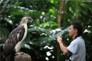 The Great Philippine Eagle: Rare Glimpse of the Lord of the Skies - image 6