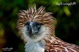 The Great Philippine Eagle: Rare Glimpse of the Lord of the Skies - image 0