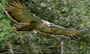The Great Philippine Eagle: Rare Glimpse of the Lord of the Skies - image 5