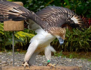 The Great Philippine Eagle: Rare Glimpse of the Lord of the Skies - image 4