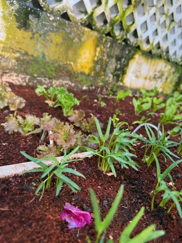 Inside the Lush Organic Garden of People’s Artist Trinh Kim Chi’s Luxury Villa