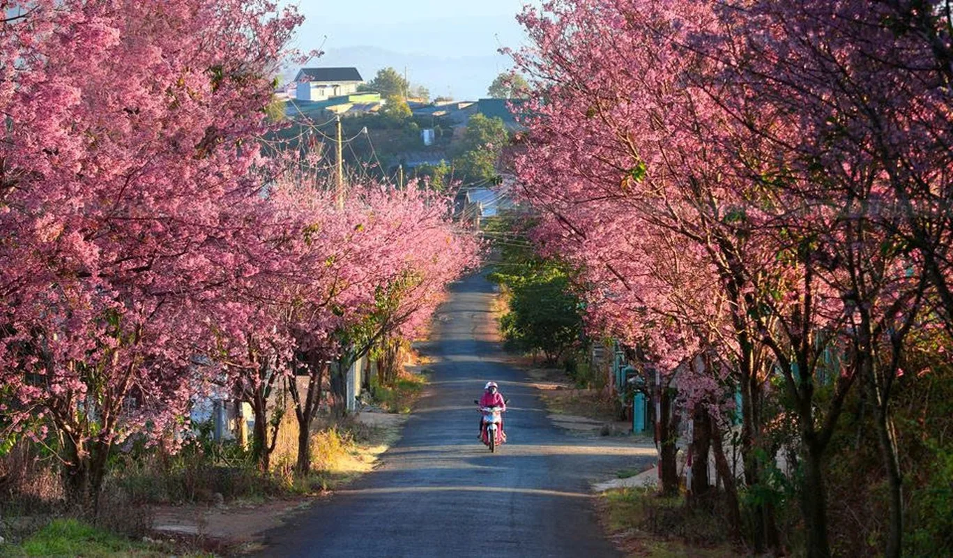Exploring the Fairytale Flower Seasons of Northwest Vietnam’s Mountains