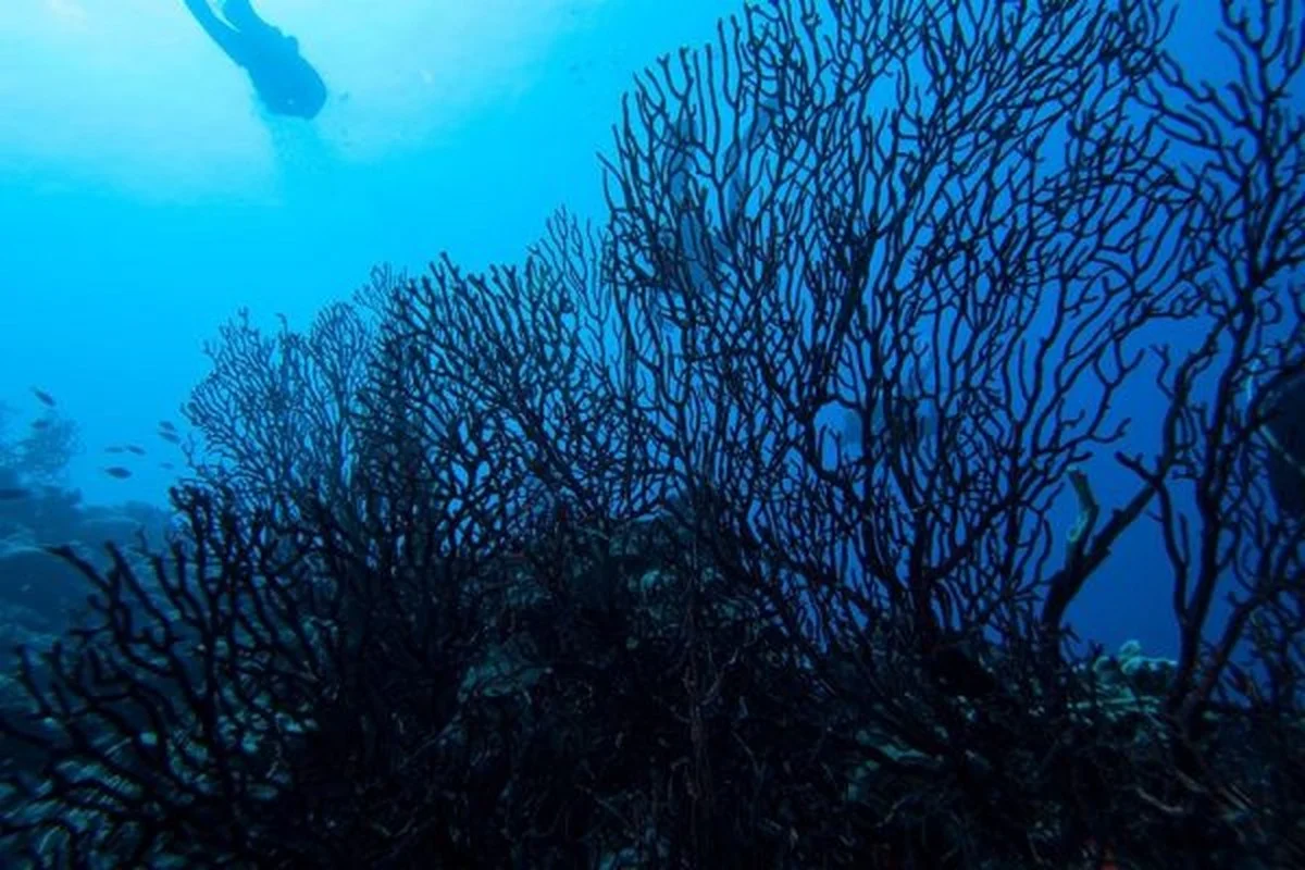 Biological Immortality: Meet the Creatures That Can Reverse Their Life Cycles