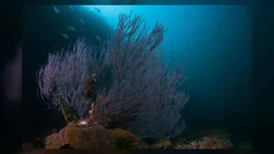 Biological Immortality: Meet the Creatures That Can Reverse Their Life Cycles - image 1
