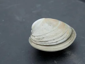 Biological Immortality: Meet the Creatures That Can Reverse Their Life Cycles - image 5