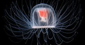 Biological Immortality: Meet the Creatures That Can Reverse Their Life Cycles - image 10