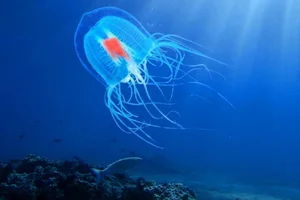 Biological Immortality: Meet the Creatures That Can Reverse Their Life Cycles - image 6